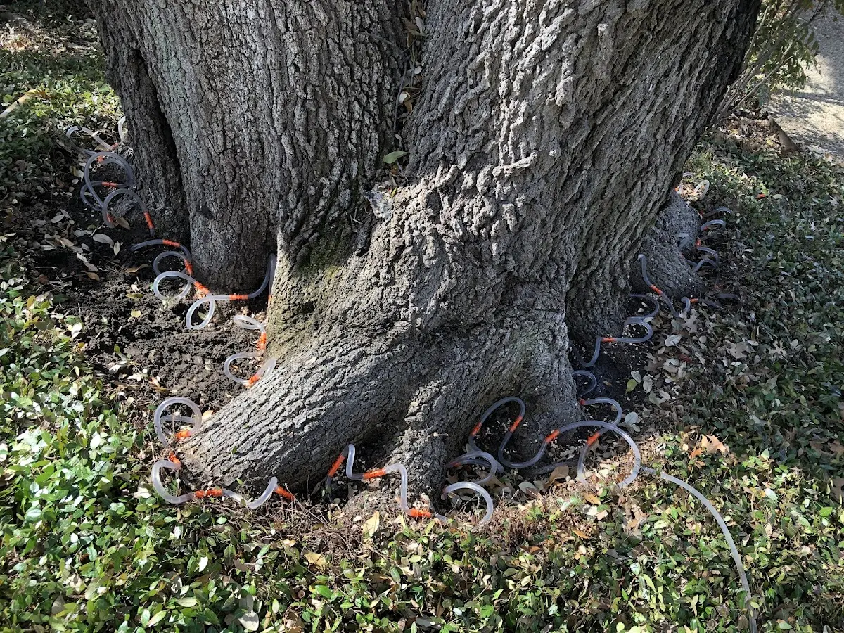 Detailed Tree Cabling and Bracing job site in Regan