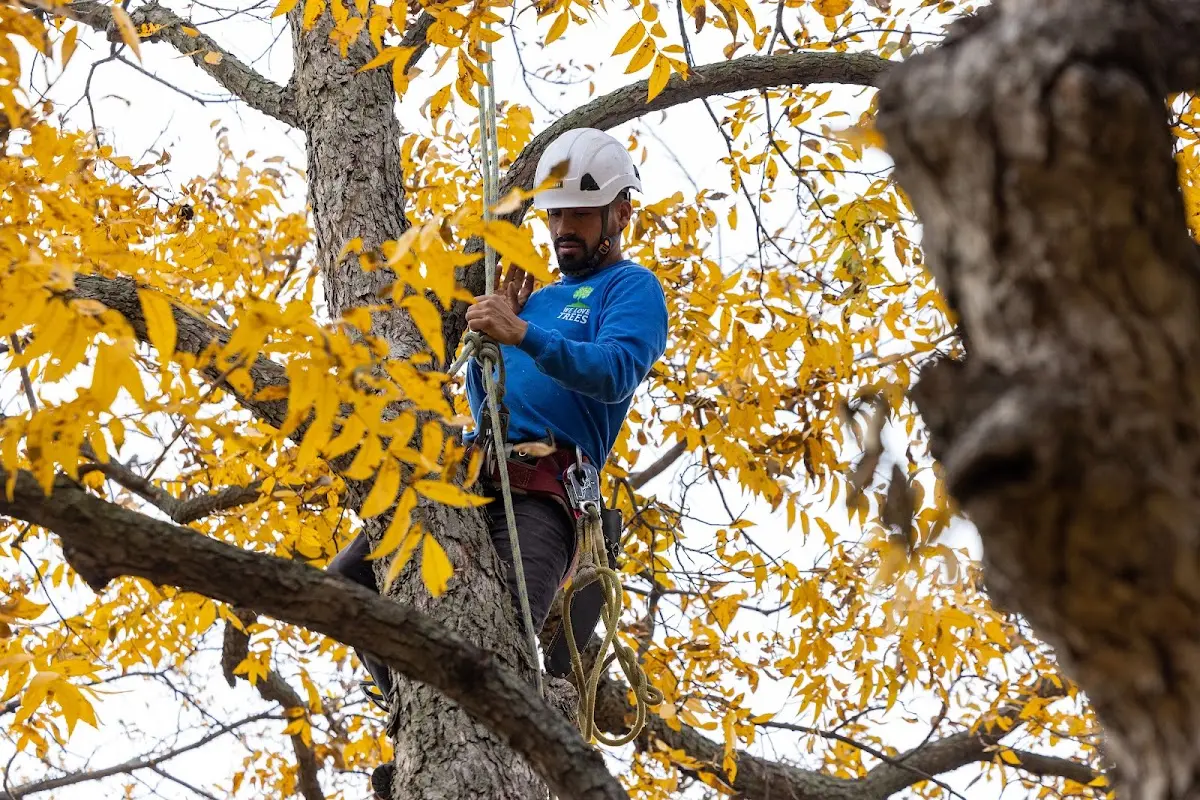 Skilled Storm Damage Cleanup crew working in Regan